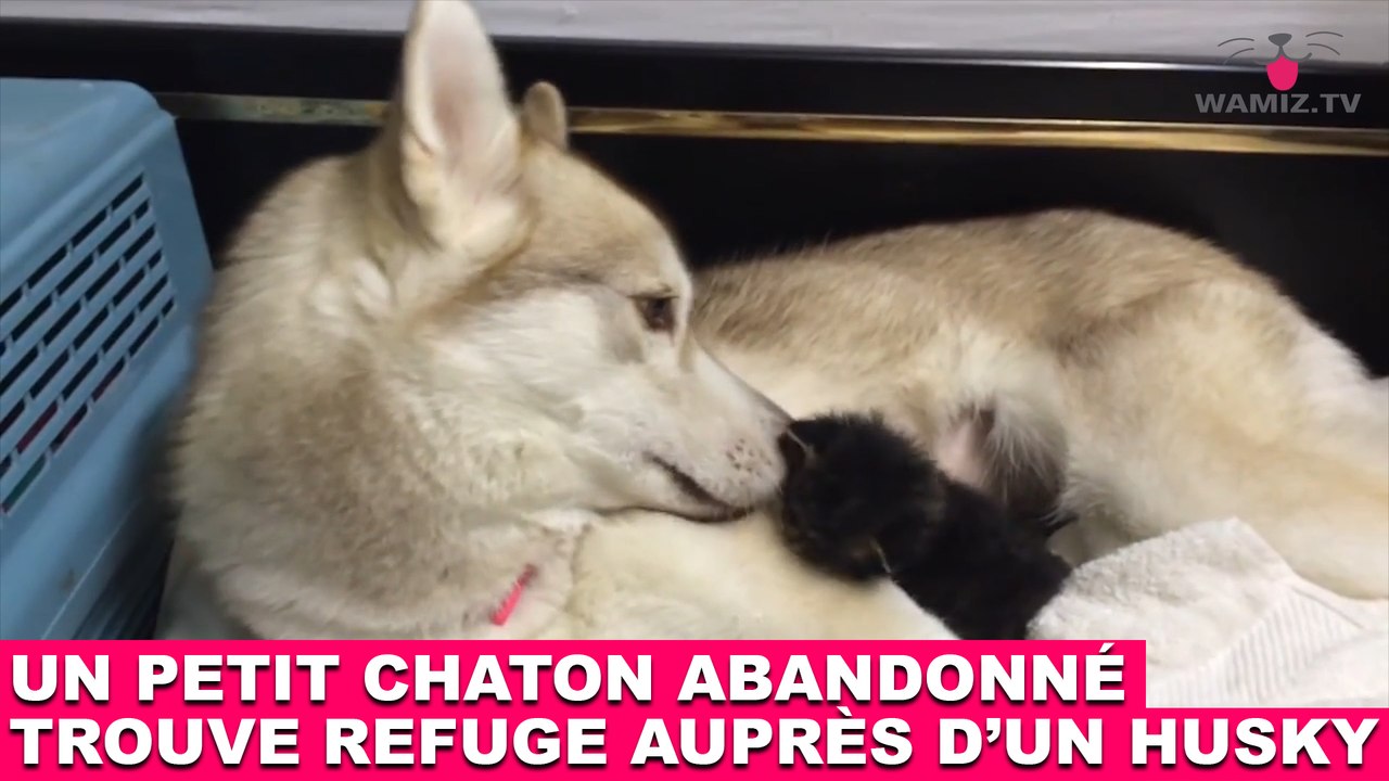 Un petit chaton abandonné trouve refuge auprès d’un Husky ! L’histoire dans la minute chat #154