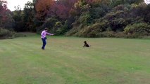 Amazing slow-motion footage of a dog catching a frisbee