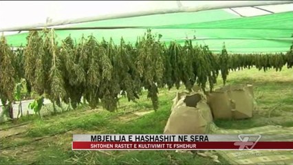 Mbjellja e hashashit ne sera - News, Lajme - Vizion Plus