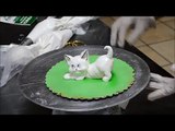 Decorating Cat from Cream - Whipped cream Cat - Eatable Cat in icing