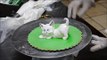 Decorating Cat from Cream - Whipped cream Cat - Eatable Cat in icing
