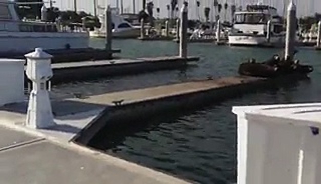 9 Ridiculously Cute Animal Clips Guaranteed To Make Your Day