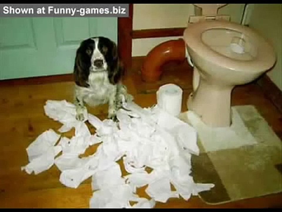 funny movies 2013 funny news funny movies 2013 funny cat and picture funny quotes about love