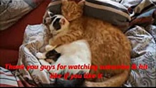 WOW Funny Cat & Human Fails! AMAZING