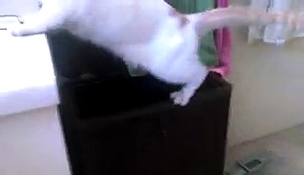 13 Animals Having Too Much Fun On St. Patricks Day