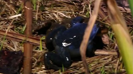 Загадочная природа021