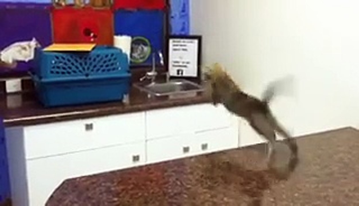 21 Cats Leap Into The Leap Year