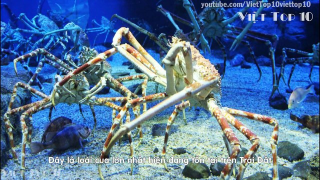 Top 10 Loài Động Vật Khổng Lồ Khó Tin Tồn Tại Trên Trái Đất