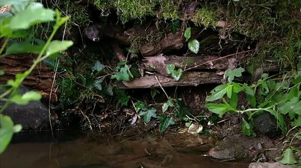 Загадочная природа039