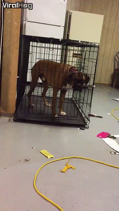 Dog Houdini!