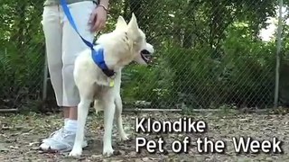 Pet of the Week: Klondike [Siberian husky mix]