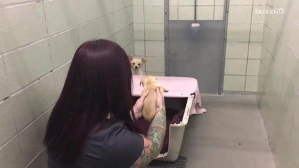 The moment a shelter dog is reunited with her puppies will make you grab the tissues