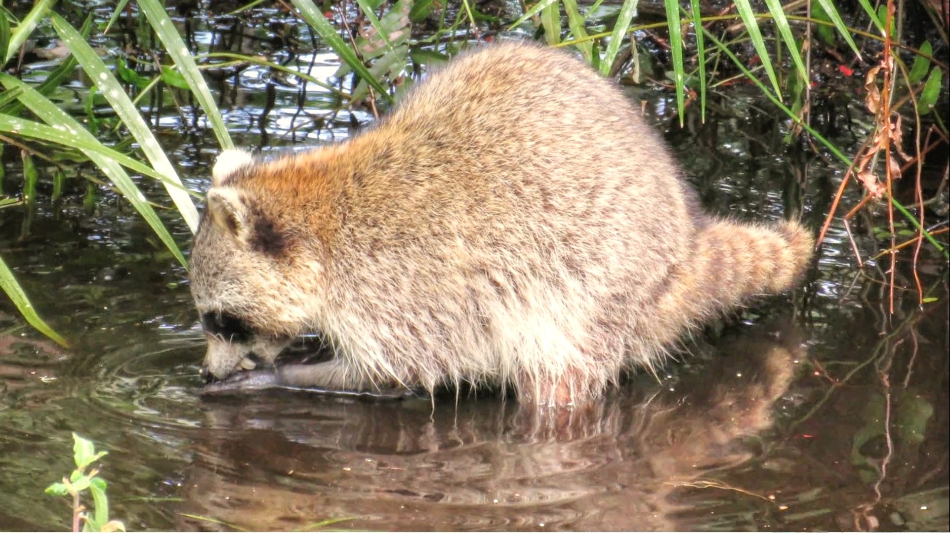 Raccoons Feeding in Swamp