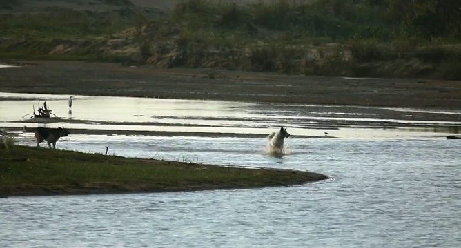 Ce chien inconscient du danger s'approche tout droit de la gueule d'un crocodile