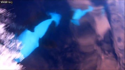 Killer whales (orcas) chase a boat in San Diego Bay