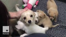 Momma and puppies have an emotional animal shelter reunion