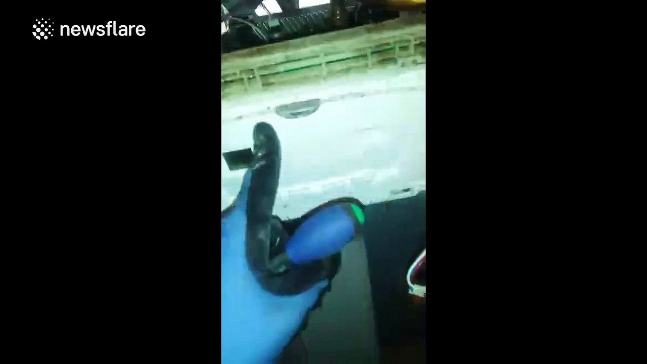 Boiler infested with cockroaches