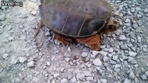 snapping turtle