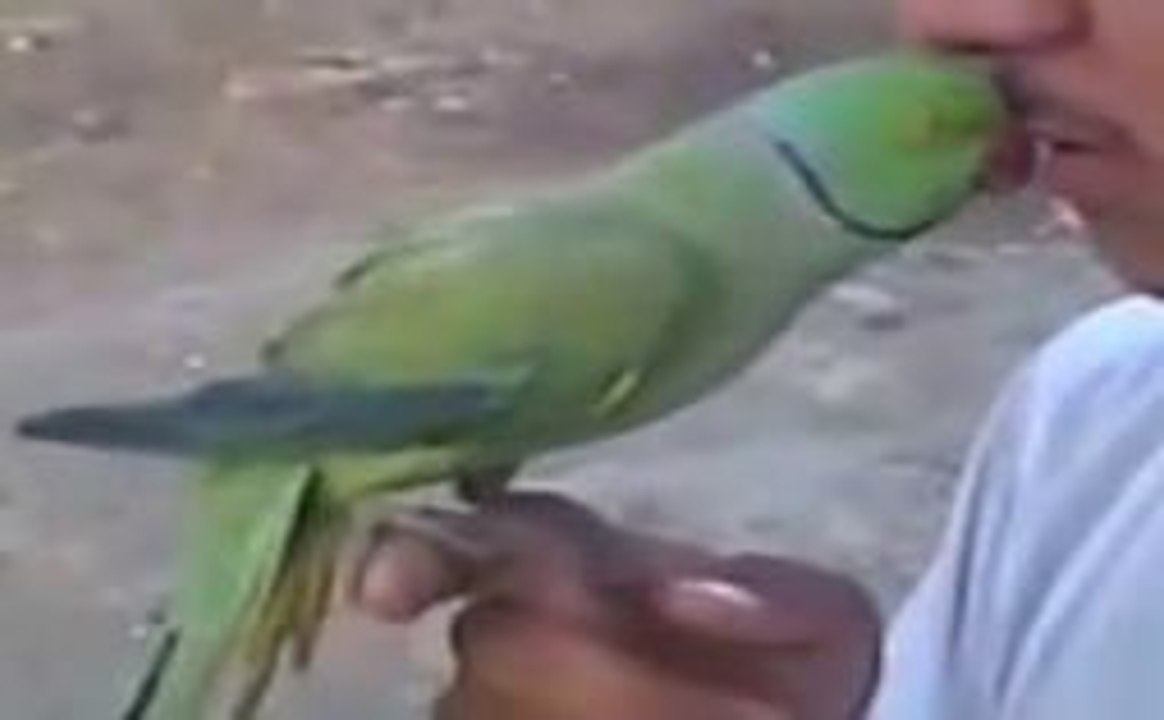 Funny Parrot Kissing Boy-Lolzzz Must Watch-Top Funny Videos-Top Prank Videos-Top Vines Videos-Viral Video-Funny Fails