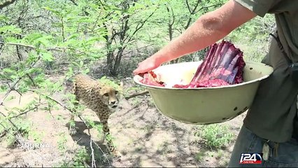 Namibie : sauver les léopards, une course contre la montre