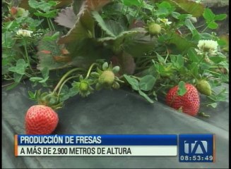 Producción de fresas a más de 2.900 metros de altura