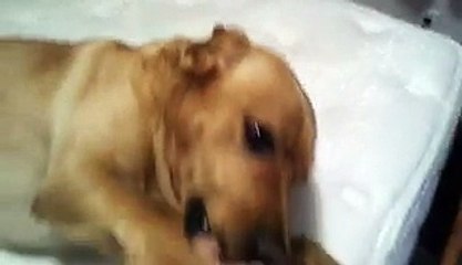 Foolproof Way To Get Your Dog Off Your Bed