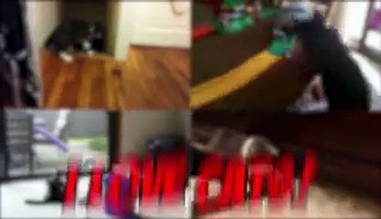 15 Crazy Cats You Wont Want In Your Home