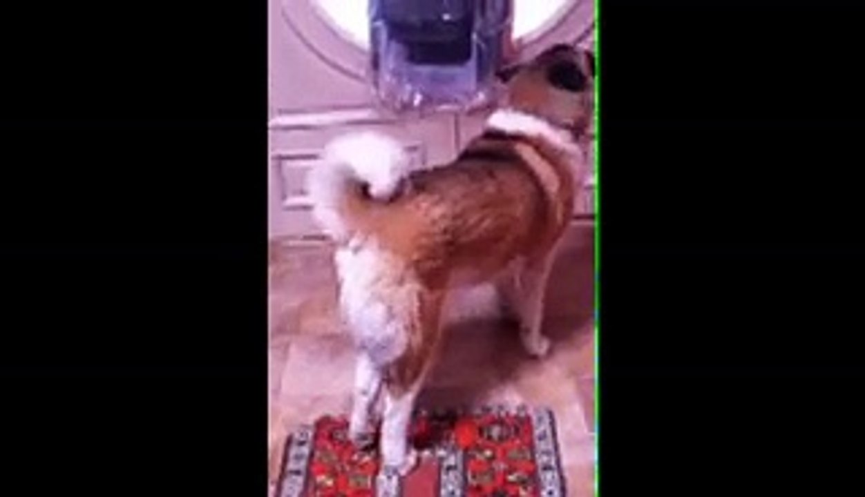 Dog Uses Toilet Paper Roll As Megaphone