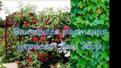 Вьющиеся растения украсят ваш двор