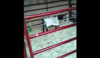 Goat Sounds Like Angry Old Man