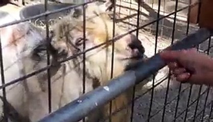 This Is How A Goat Asks For Food