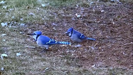 Blue Jay Chim Giẻ Cùi Lam Loài Chim Rất Đẹp !