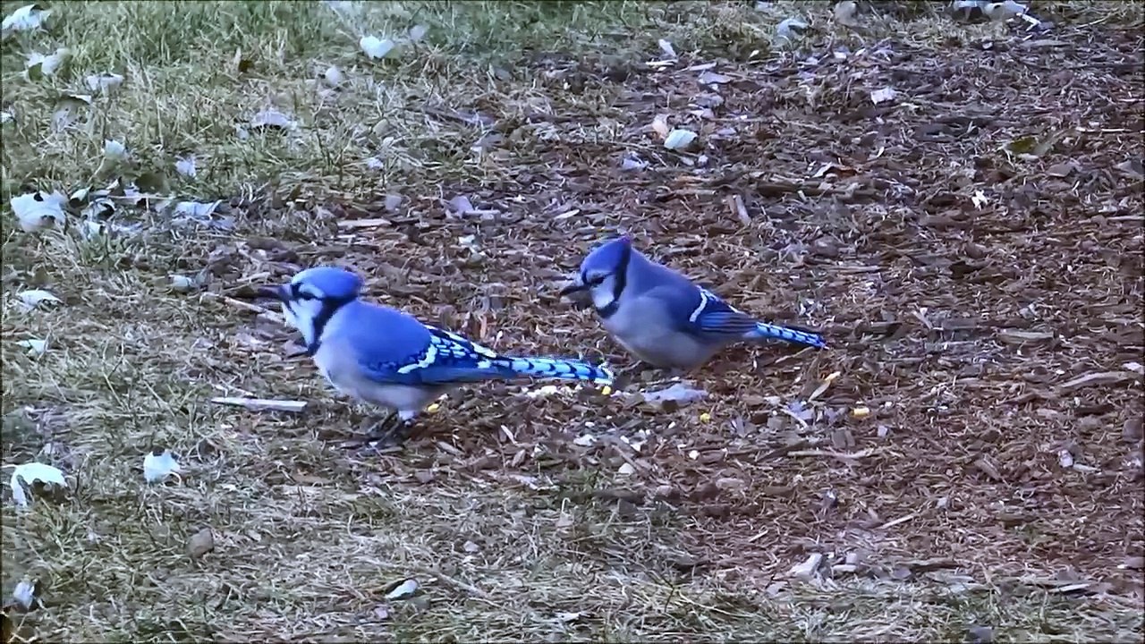 Blue Jay Chim Giẻ Cùi Lam Loài Chim Rất Đẹp !