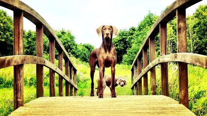 5 САМЫХ СИЛЬНЫХ СОБАК В МИРЕ