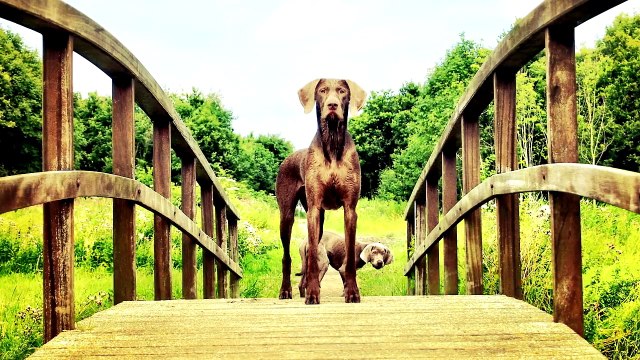 5 САМЫХ СИЛЬНЫХ СОБАК В МИРЕ