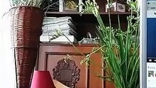 visuri