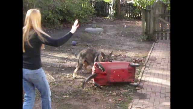 German Shepherds Are Awesome- Compilation