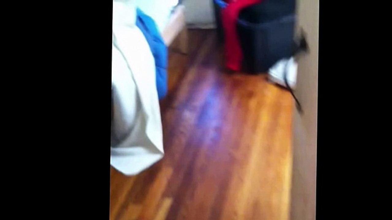 Guilty Dogs Compilation