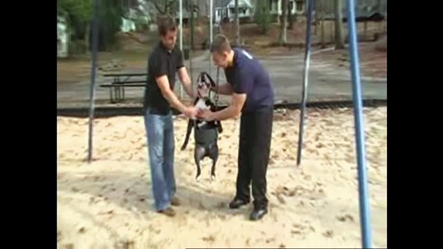 Happy Bulldog Swings on Swing Set