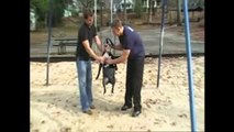 Happy Bulldog Swings on Swing Set