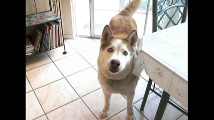 Huskies Are Awesome- Compilation