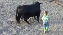 Bulls Are Not aggressive animals as People imagine, watch this video if don't believe.
