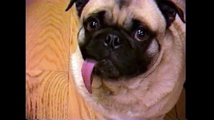 Loopy Droopy Drippy Tongue