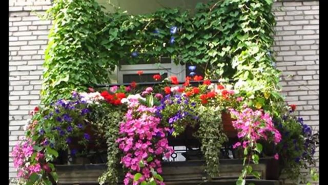 Красивые цветущие балконы
