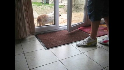 Polite Dogs Wipe Their Feet