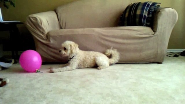 Puppy Is Mystified By Popped Balloon