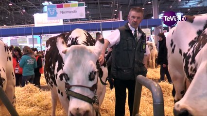 La vache Normande fait salon [TéVi] 16_03_10
