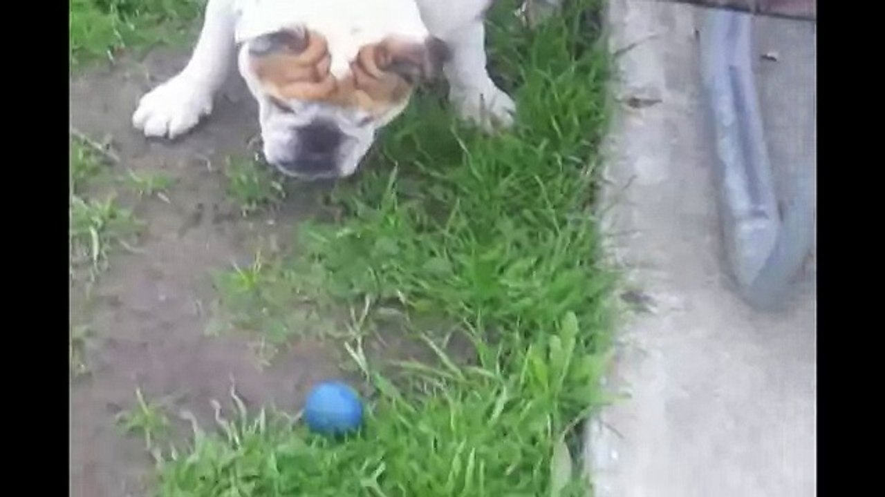 Bulldog Ball Trick