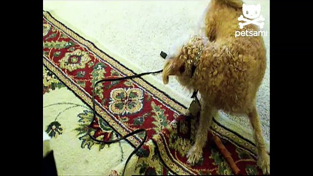 Dog chases his tail in circles