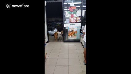 Adorable dogs wait patiently at shop door for owner to return
